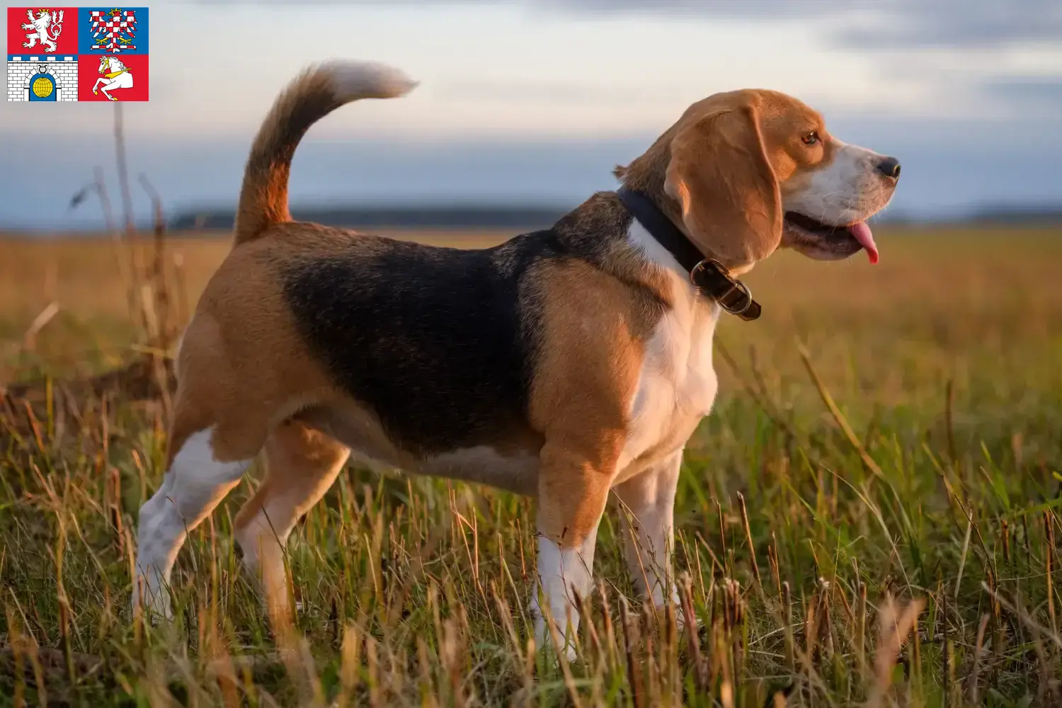 Mehr über den Artikel erfahren Beagle Züchter und Welpen in Pardubice