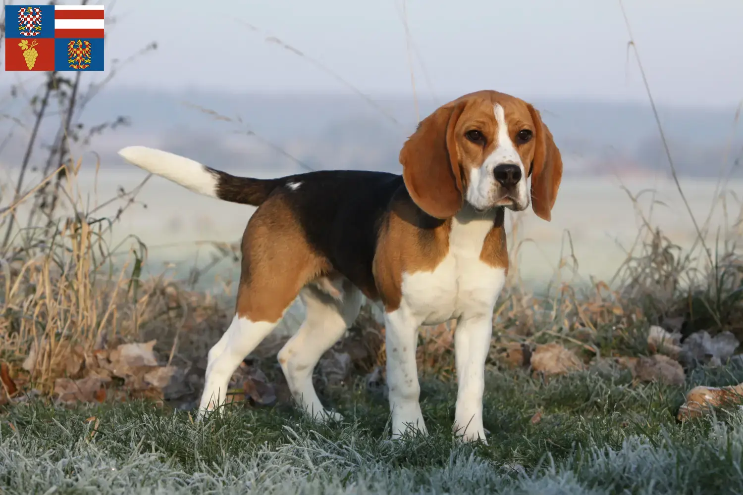 Mehr über den Artikel erfahren Beagle Züchter und Welpen in Südmähren