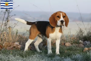 Mehr über den Artikel erfahren Beagle Züchter und Welpen in Zeeland