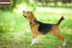 Mehr über den Artikel erfahren Beagle Züchter und Welpen in Lettland