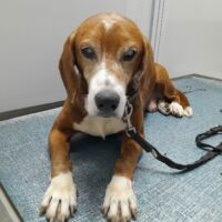 blinder Beagle-Mix mit super sanftem Wesen sucht sein Zuhause - Traumhund