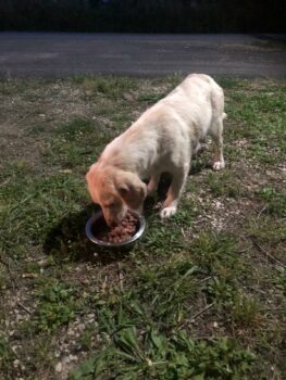 Beagle-Mix-Hündin Jura sucht ihr Glück