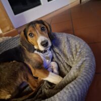 Beagle/ Bracke Mix von privat/ anzugeben. 1.Hand